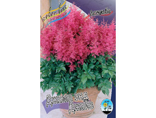 Astilbe Jump And Jive 199,10�. 3��.jpg