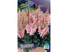 Astilbe Lilliput 292�. 3��.jpg
