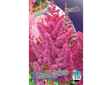 Astilbe Maggie Daley 139�. 3��.jpg