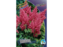 Astilbe Mainz 128,8�. 3 ��.jpg