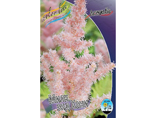 Astilbe Milk Honey 199,1�. 3��.jpg