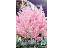 Astilbe New Wave 220,6�. 3��.jpg