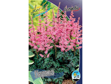 Astilbe Perkeo 248,3�. 3��.jpg