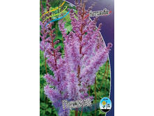 Astilbe Pumila 149,2�. 3��.jpg