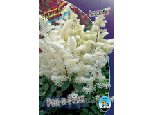 Astilbe Rock And Roll 199,1�. 3��.jpg