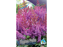 Astilbe Purple Rain 200,9�. 3��.jpg