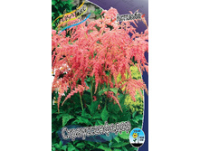 Astilbe Straussenfeder 139�. 3��.jpg