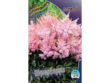 Astilbe Sugarberry 195,10�. 3��.jpg