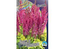 Astilbe Thunder and Lightning 220,6�. 3��.jpg