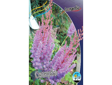 Astilbe Superba 149,2�. 3��.jpg