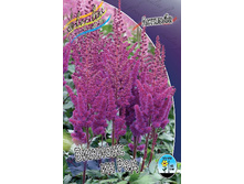 Astilbe Visions In Red 200,9�. 3��.jpg