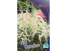 Astilbe White Sensation 200,9�. 3��.jpg
