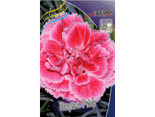 Dianthus Coral Reef 123,20�. 2��.jpg