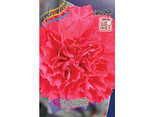 Dianthus Cracker 123,20�. 2��.jpg