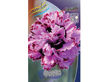 Dianthus Fizzy 123,20�. 2��.jpg