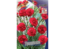 Dianthus Passion 123,20�. 2��.jpg