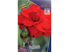 Dianthus Rebeccah 123,20�. 2��.jpg
