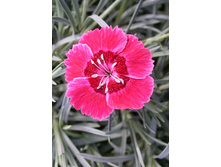 Dianthus Red Dwarf 123,20�. 2��.jpg