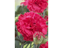 Dianthus Rosebud 123,20�. 2��.jpg