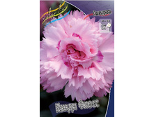 Dianthus Candy Floss 123,2�. 2��.jpg