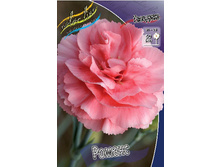 Dianthus Romance 123,20�. 2��.jpg