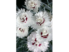 Dianthus Silver Star NEW 123,20�. 2��.jpg