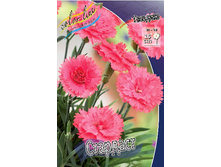Dianthus Stardust 123,20�. 2��.jpg