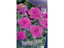 Dianthus Tickled Pink 123,20�. 2��.jpg