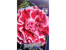 Dianthus Sugar Plum 123,20�. 2��.jpg