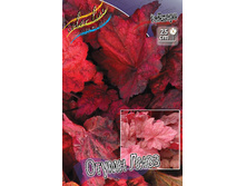 Heuchera Autumn Leaves 436,5�. 2��.jpg