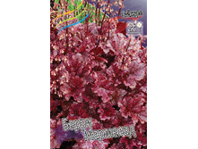 Heuchera Berry Marmalade 363,7�. 2��.jpg