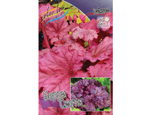 Heuchera Berry Smoothie 363,7�. 2��.jpg