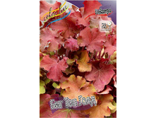 Heuchera Big Top Gold 400,1�. 2��.jpg