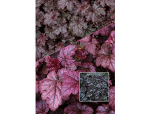 Heuchera Amethyst Mist 230,1�. 2��.jpg