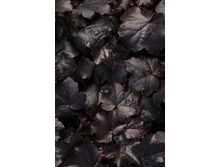 Heuchera Black Out 424,40�. 2��.jpg