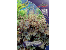 Heuchera Cappuccino 230,10�. 2��.jpg