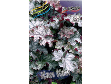 Heuchera Can Can 230,10�. 2��.jpg