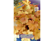 Heuchera Caramel 363,7�. 2��.jpg