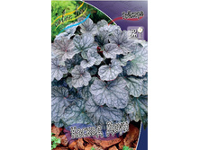 Heuchera Cascade Dawn 254,4�. 2��.jpg