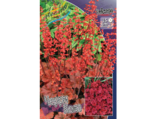 Heuchera Cherry Cola 363,7�. 2��.jpg