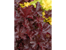 Heuchera Chocolate Ruffle 436,5�. 2��.jpg