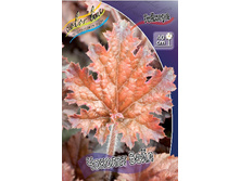 Heuchera Chocolate Veil 242,2�. 2��.jpg