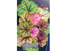 Heuchera Circus 412,3�. 2��.jpg
