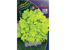 Heuchera Citronelle 424,4�. 2��.jpg