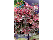 Heuchera Crimson Curls 230,1�. 2��.jpg