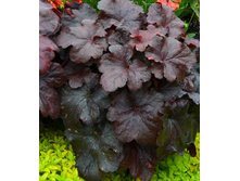 Heuchera Galaxy 363,7�. 2��.jpg