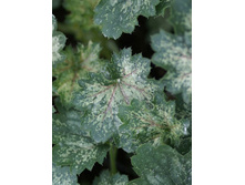 Heuchera Dew Drops NEW 327,2�. 2��.jpg