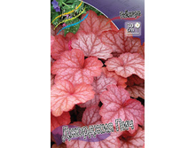 Heuchera Georgia Peach 388�. 2��.jpg