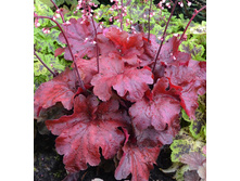 Heuchera Fire Alarm 363,7�. 2��.jpg