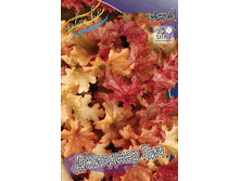 Heuchera Ginger Peach 436,5�. 2��.jpg